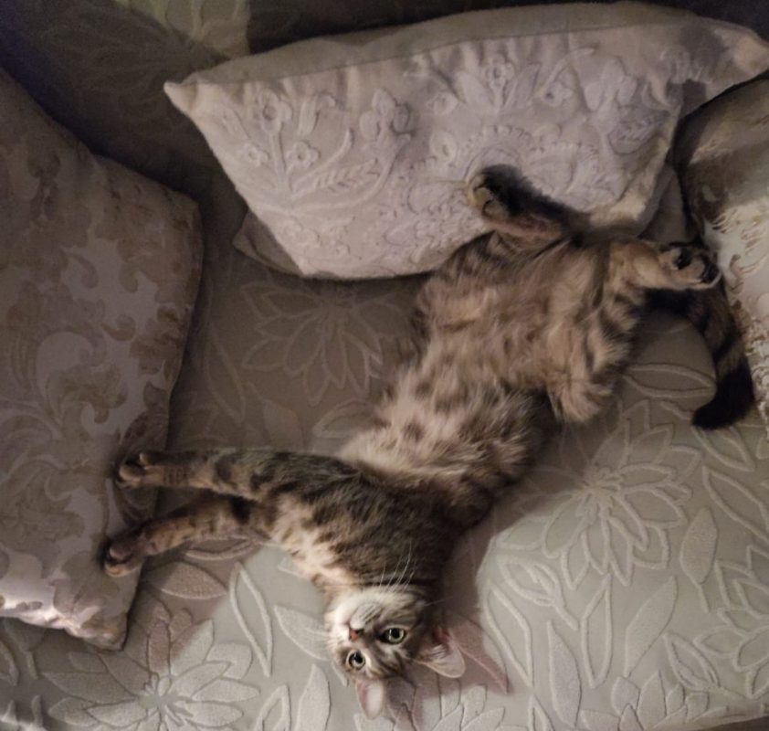 Luna - Chat à adopter