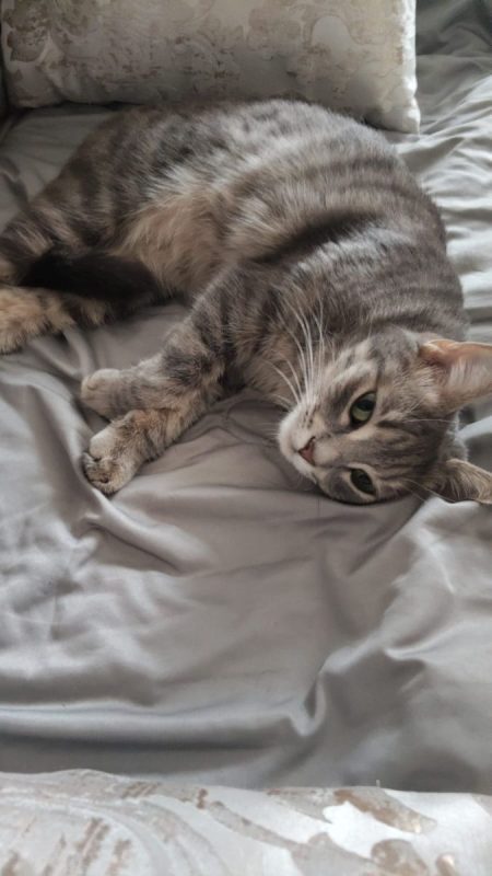 Luna - Chat à adopter - photo 4