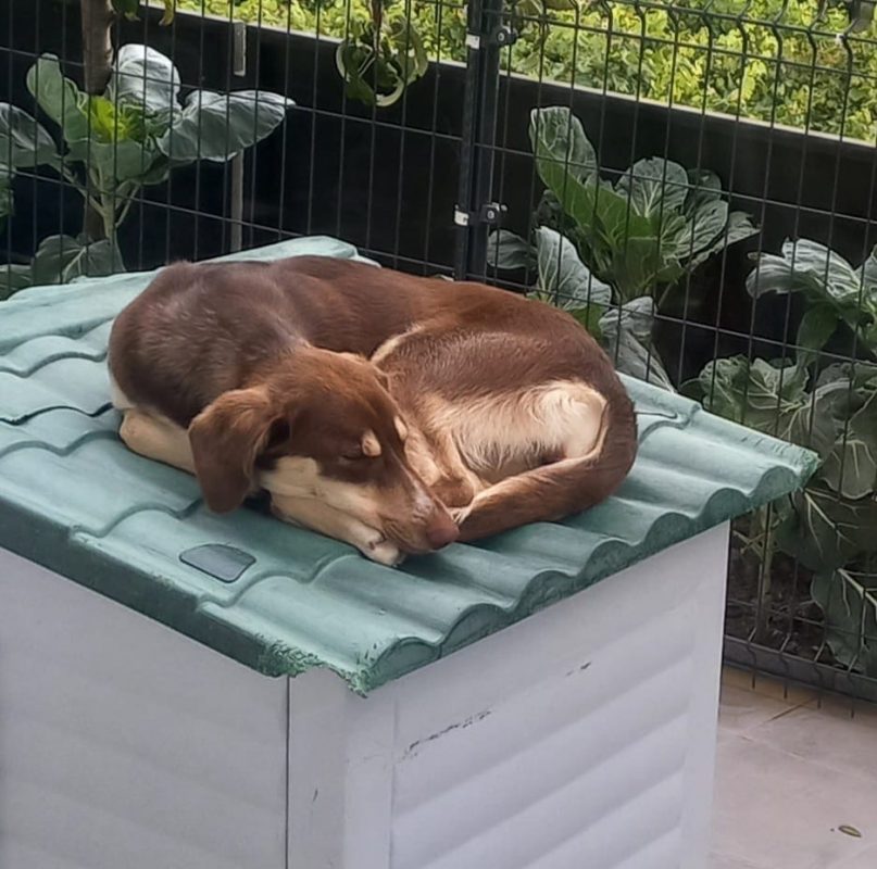 Luna - Chien à adopter - photo 4