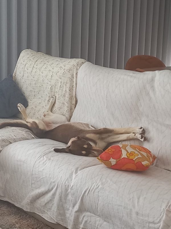 Luna - Chien à adopter - photo 3