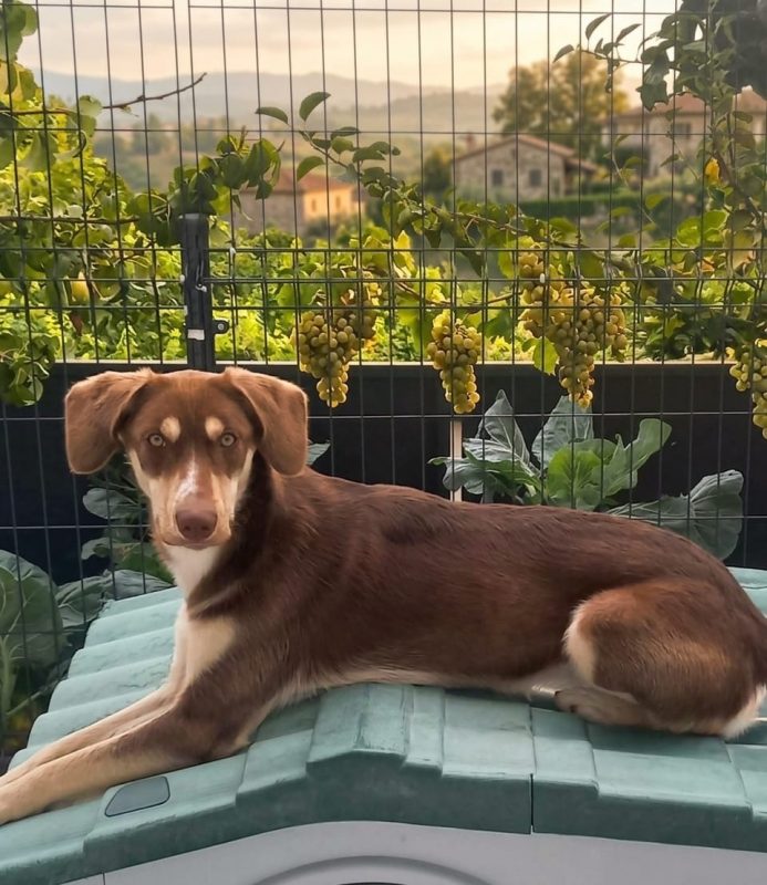 Luna - Chien à adopter