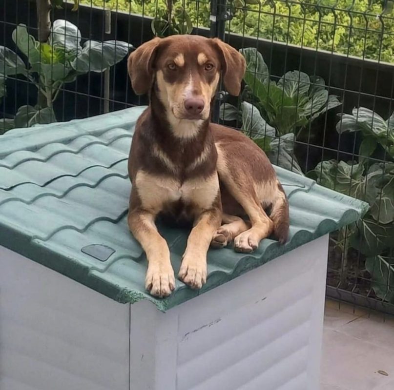 Luna - Chien à adopter - photo 2