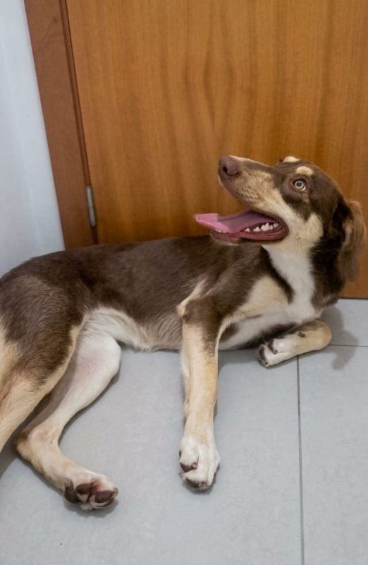Luna - Chien à adopter - photo 5