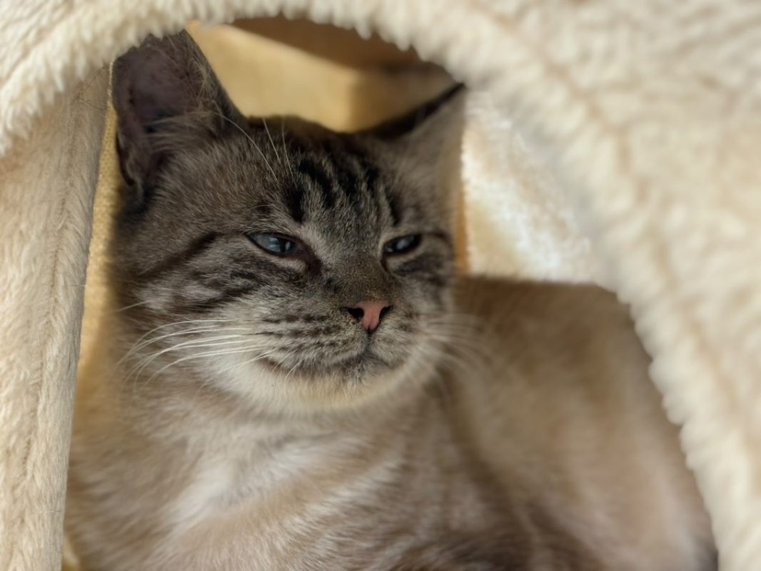 Bouton d or - Chat Européen à adopter