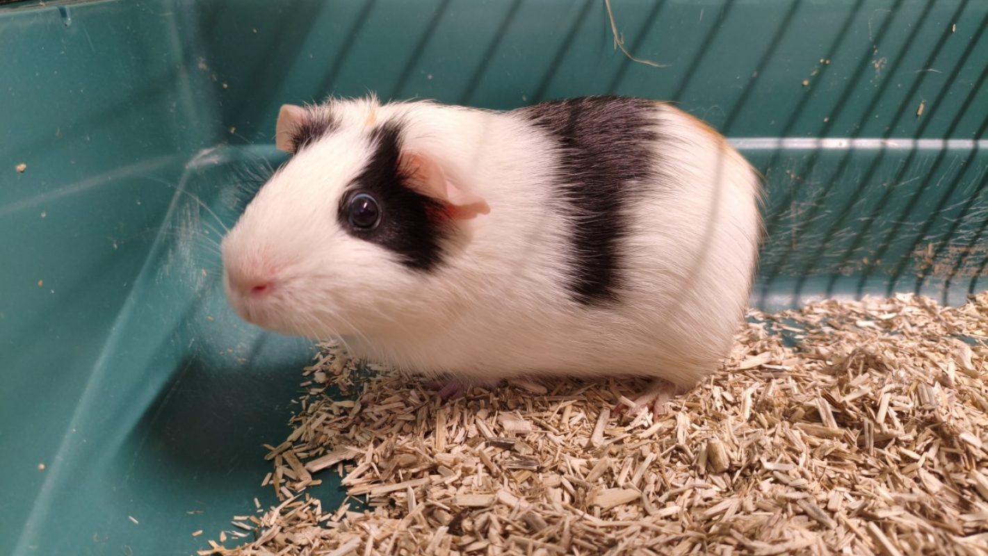 Lulu - Rongeur Cobaye à adopter