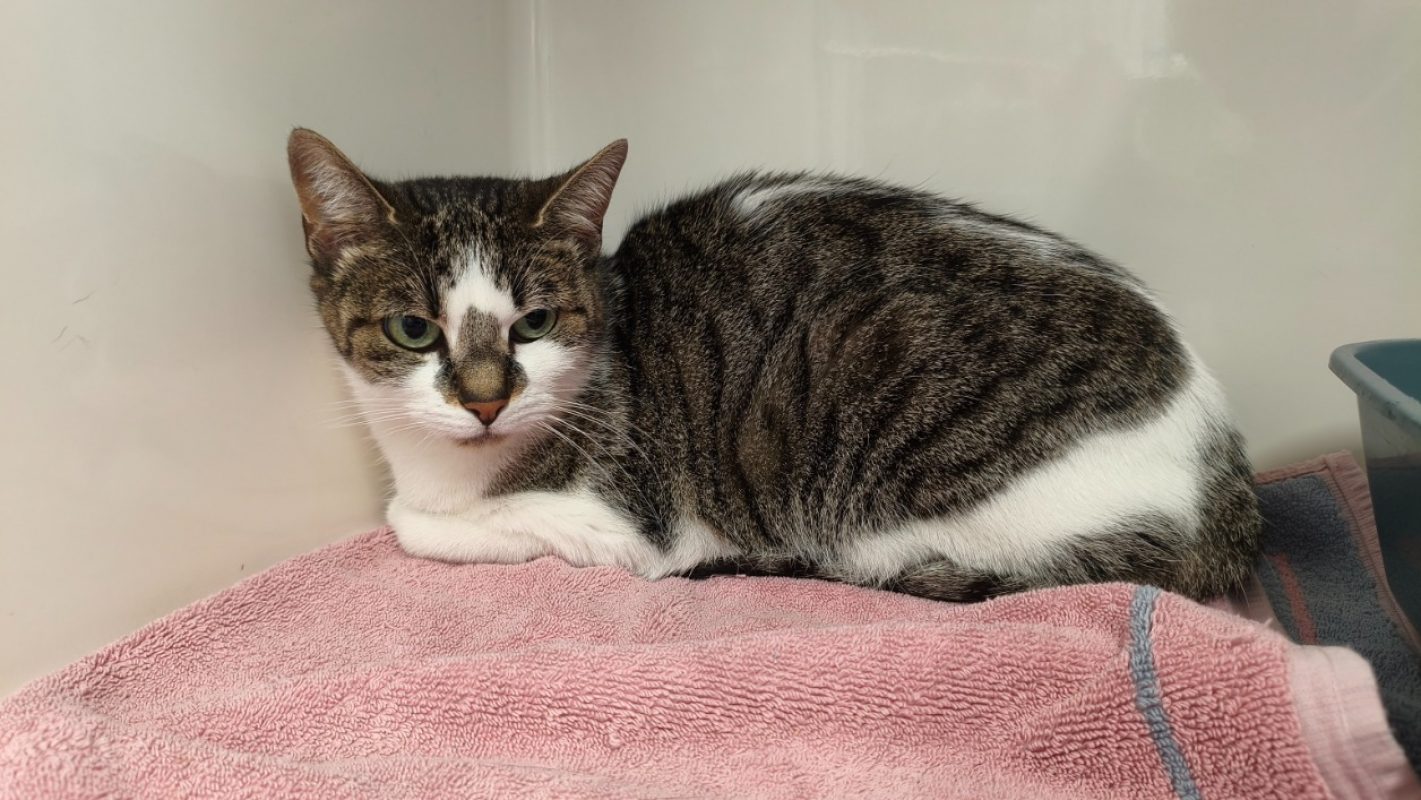 Louna - Chat Européen à adopter
