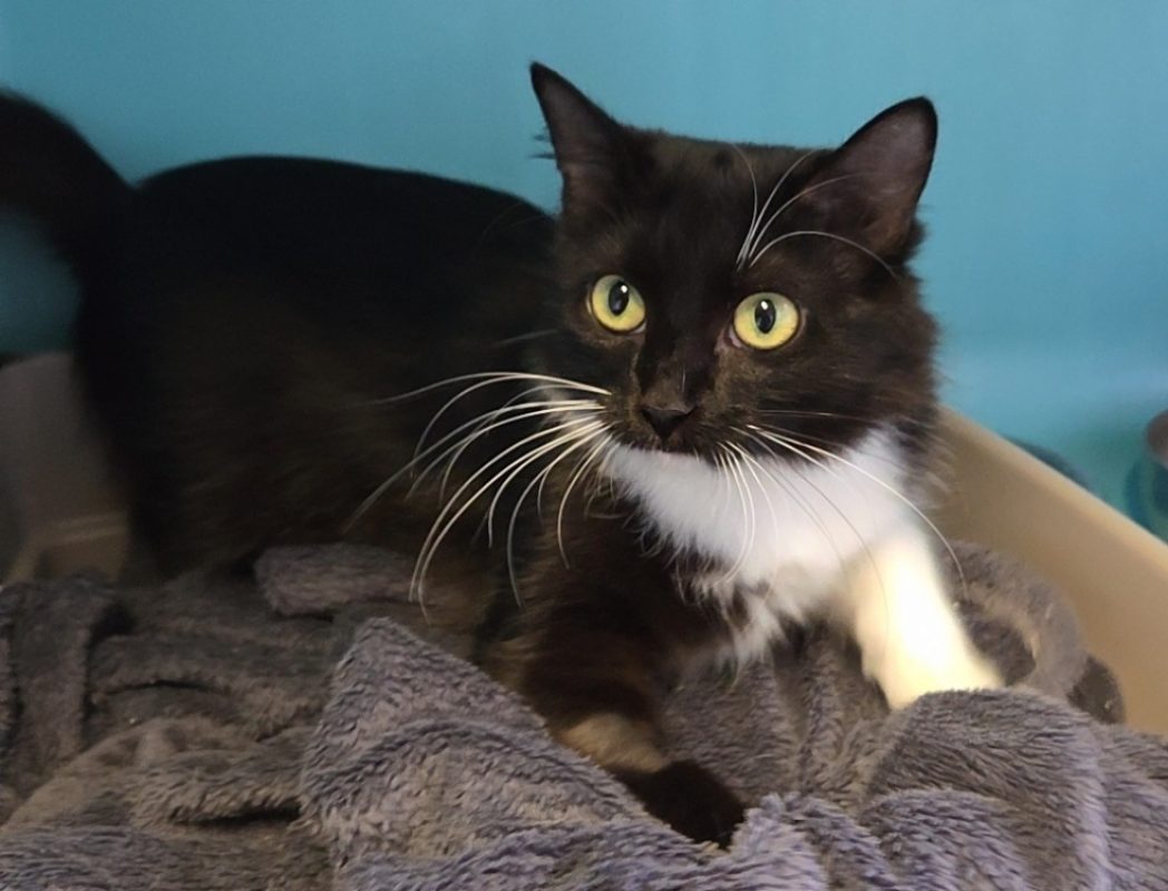 Stella - Chat Européen à adopter