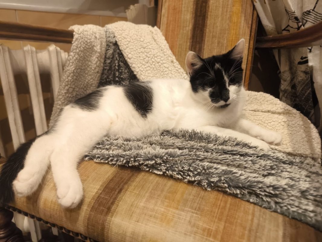 Artens - Chat Européen à adopter
