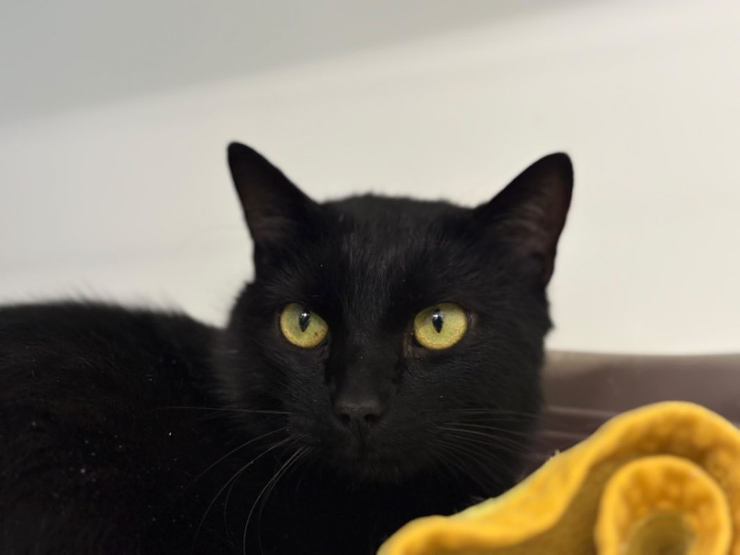 Ryuk - Chat Européen à adopter