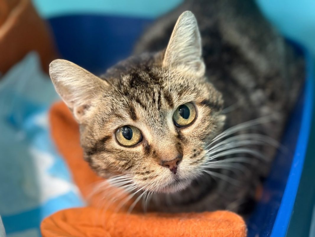 Marigny - Chat Européen à adopter