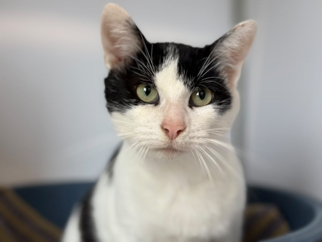 Berthram - Chat Européen à adopter
