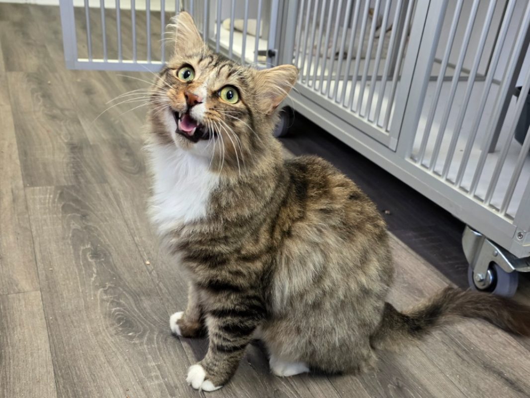 Zeus - Chat Européen à adopter