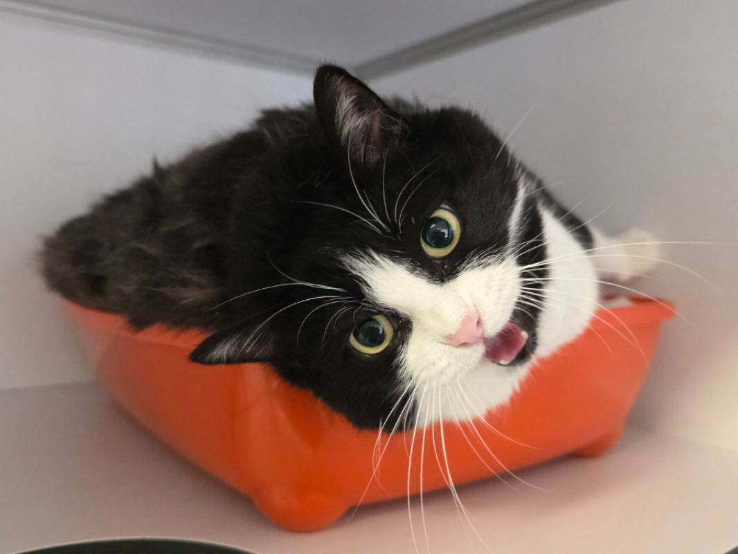 Praline - Chat Européen à adopter