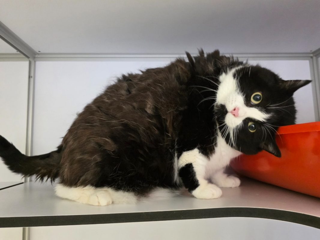 Praline - Chat Européen à adopter - photo 2