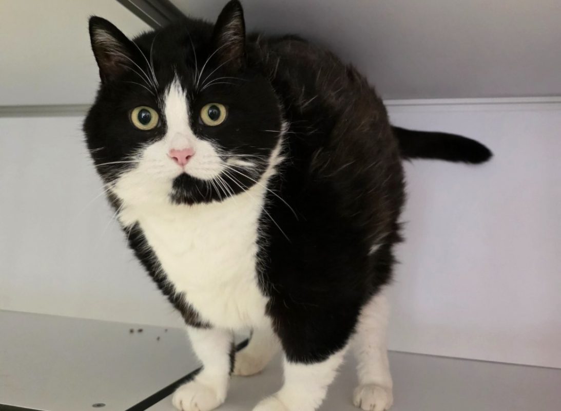 Praline - Chat Européen à adopter - photo 3