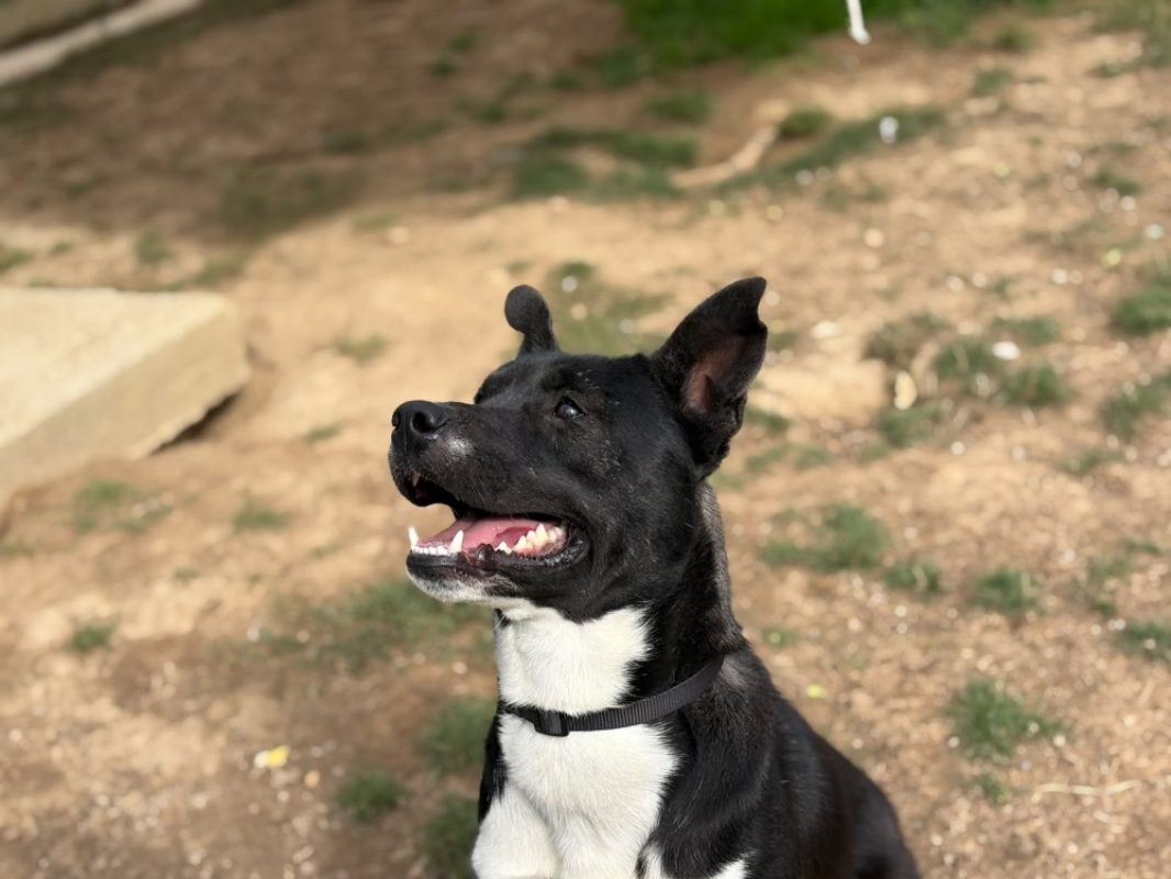 Tyson - Chien Berger à adopter