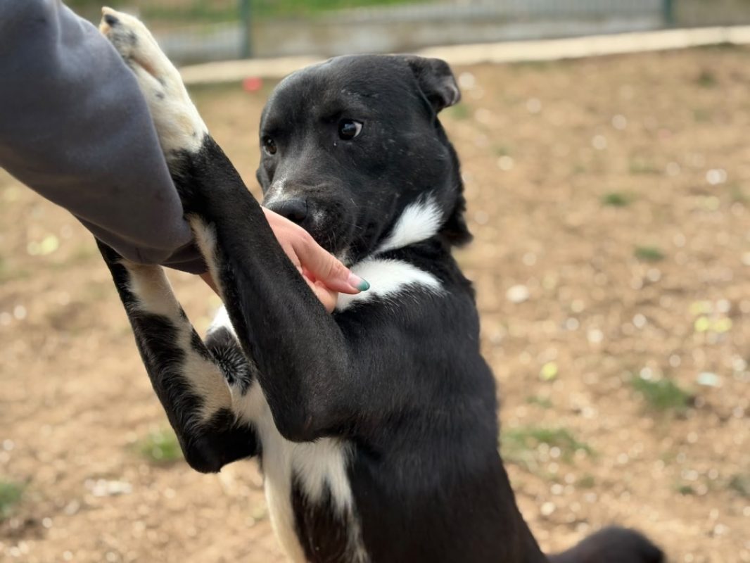 Tyson - Chien Berger à adopter - photo 2