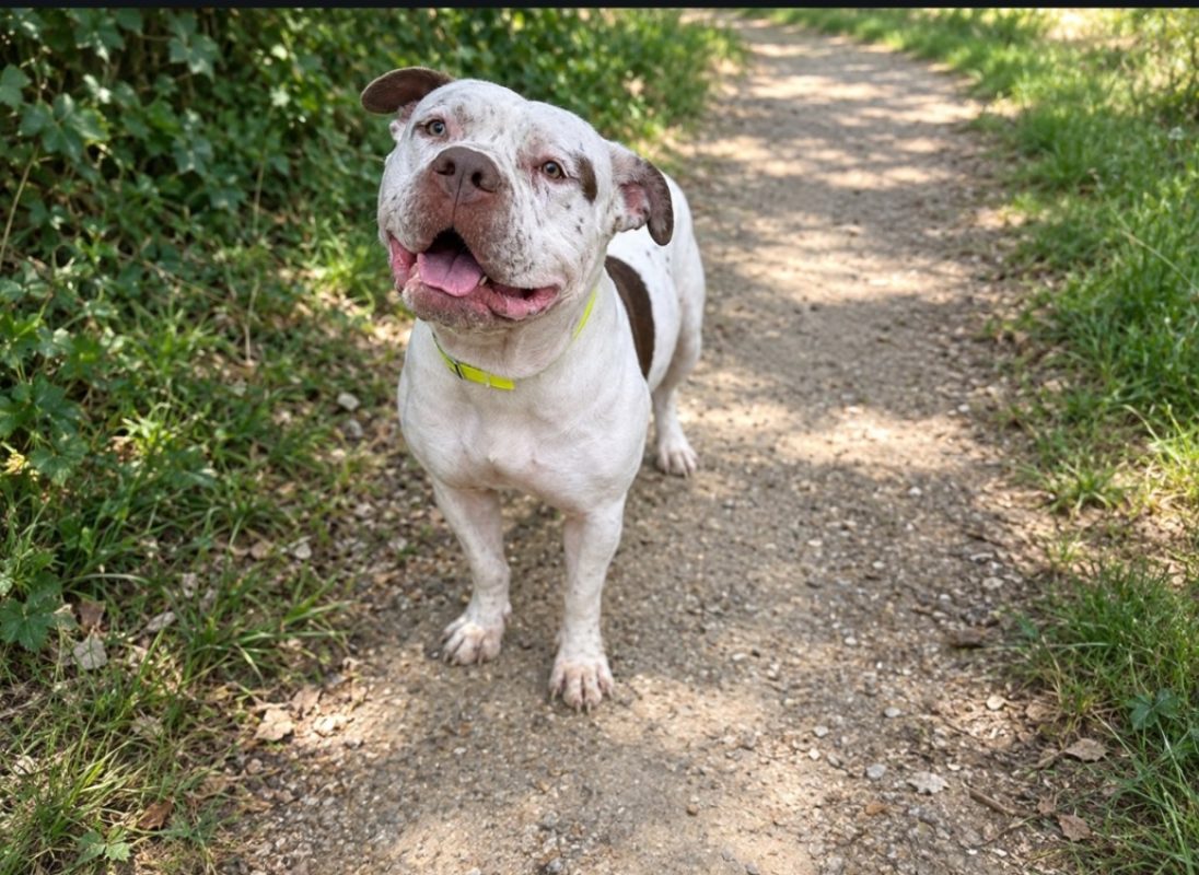 Zair - Chien à adopter