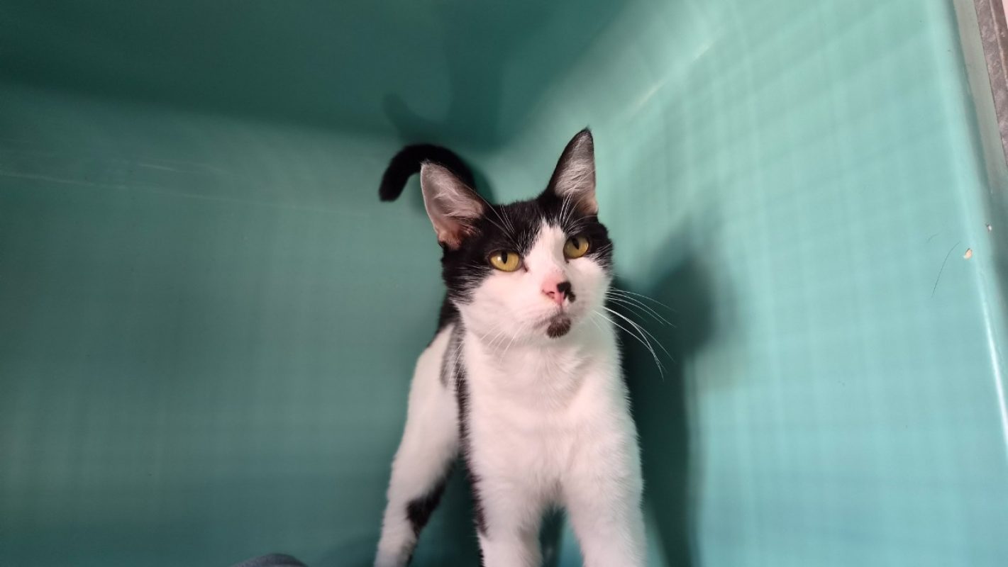Tina - Chat Européen à adopter