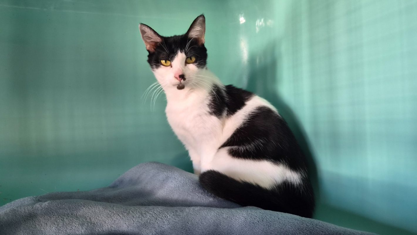 Tina - Chat Européen à adopter - photo 2