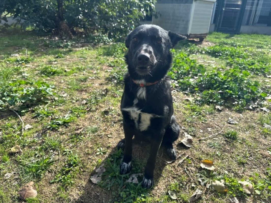 Thelma - Chien Border Collie à adopter