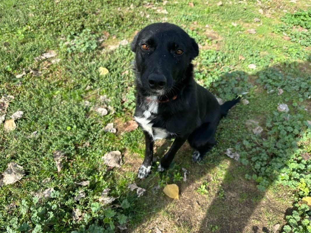 Thelma - Chien Border Collie à adopter - photo 3