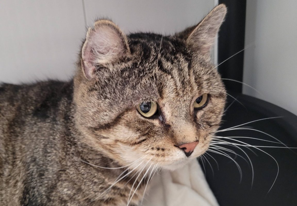 Jose - Chat Européen à adopter