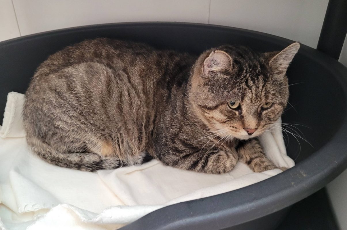 Jose - Chat Européen à adopter - photo 2