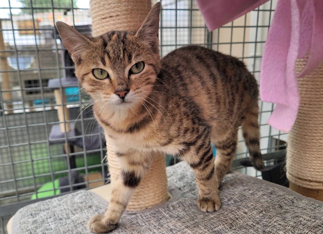 Misty - Chat Européen à adopter