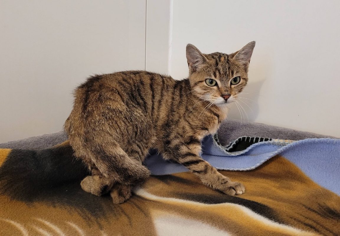 Misty - Chat Européen à adopter - photo 2