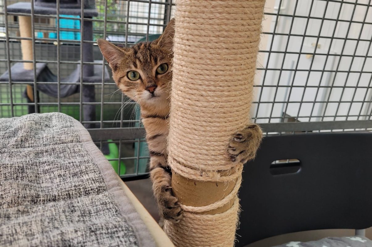 Misty - Chat Européen à adopter - photo 3