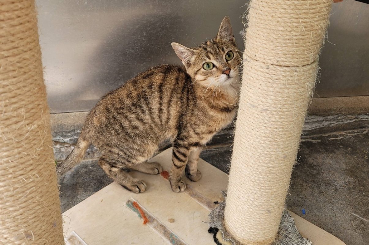 Misty - Chat Européen à adopter - photo 4