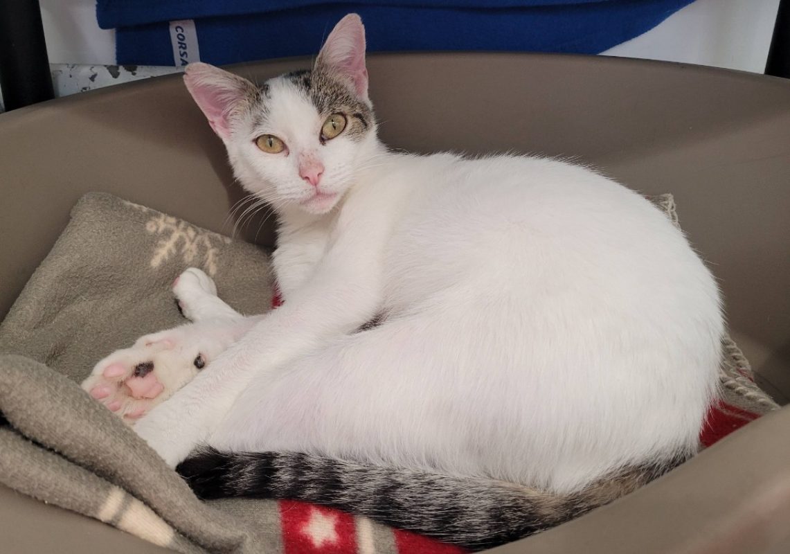 Amelia - Chat Européen à adopter