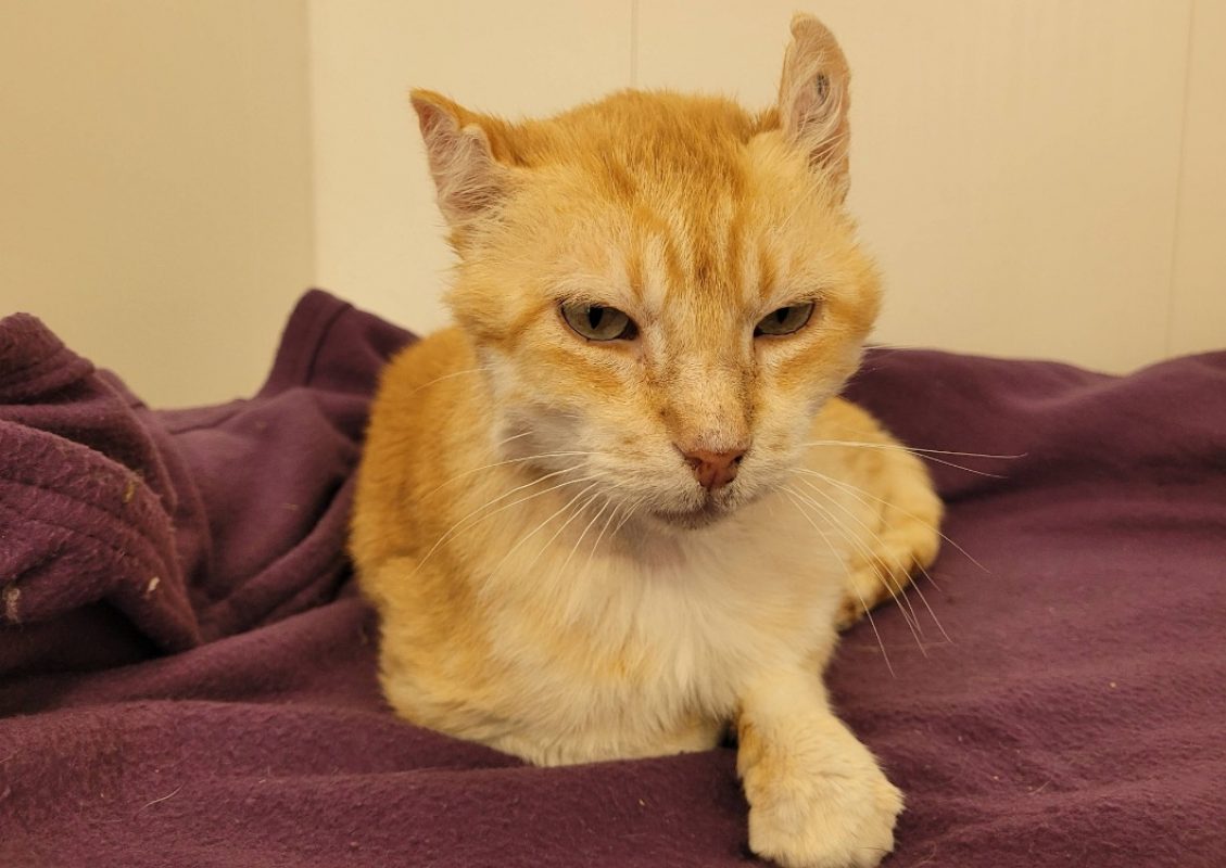 Sylvio - Chat Européen à adopter