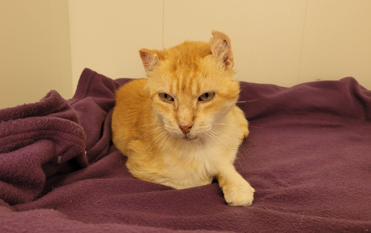 Sylvio - Chat Européen à adopter - photo 2