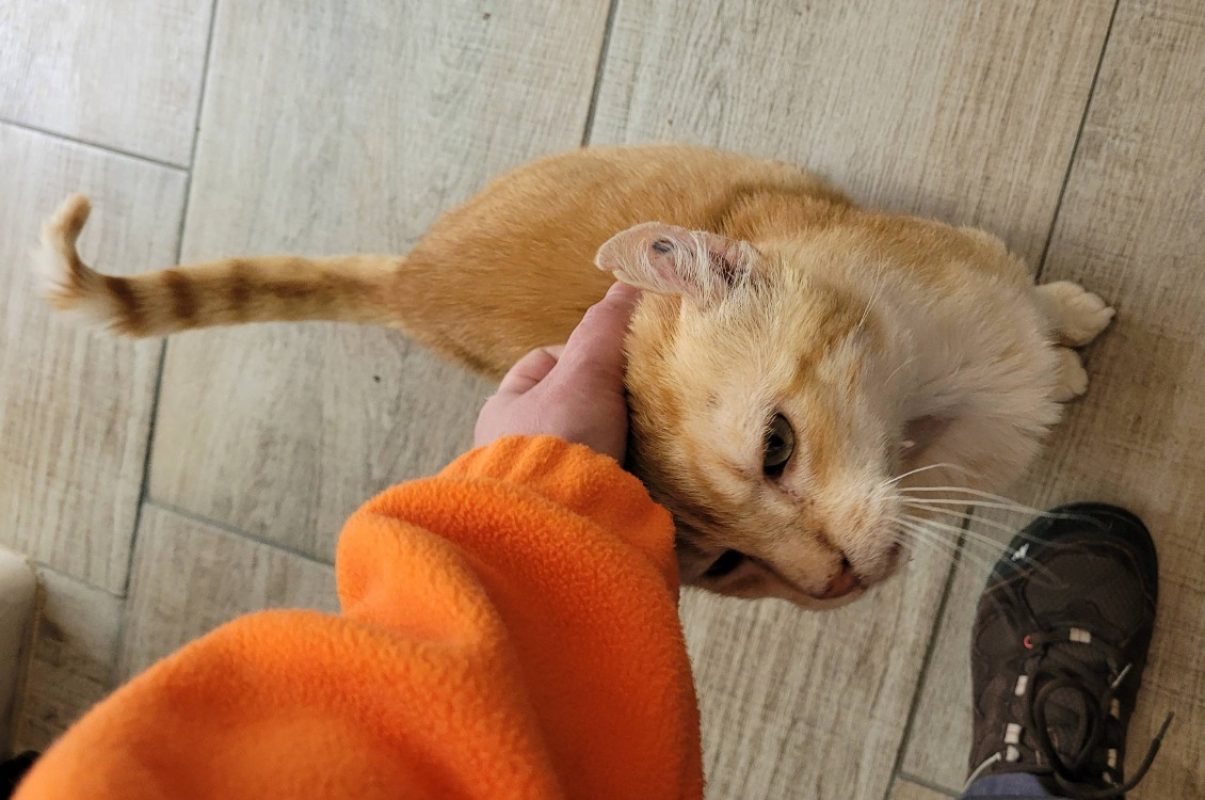 Sylvio - Chat Européen à adopter - photo 3
