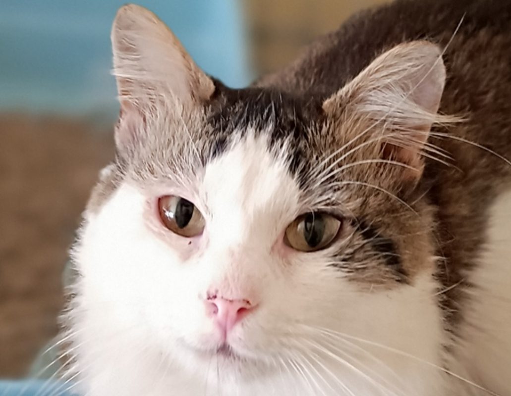 Amicus - Chat Européen à adopter