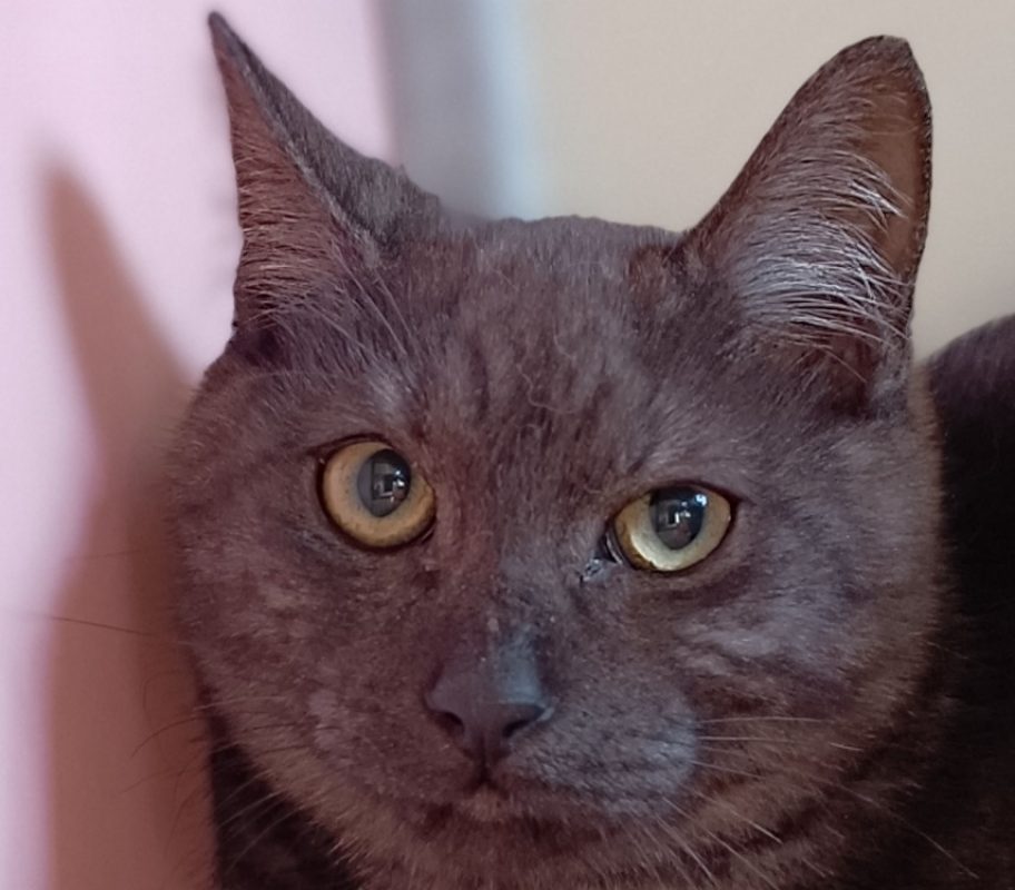 Bonum - Chat Européen à adopter