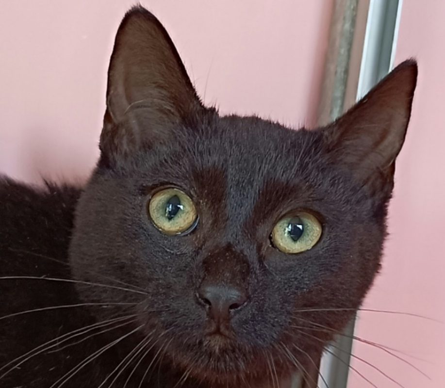Vinum - Chat Européen à adopter