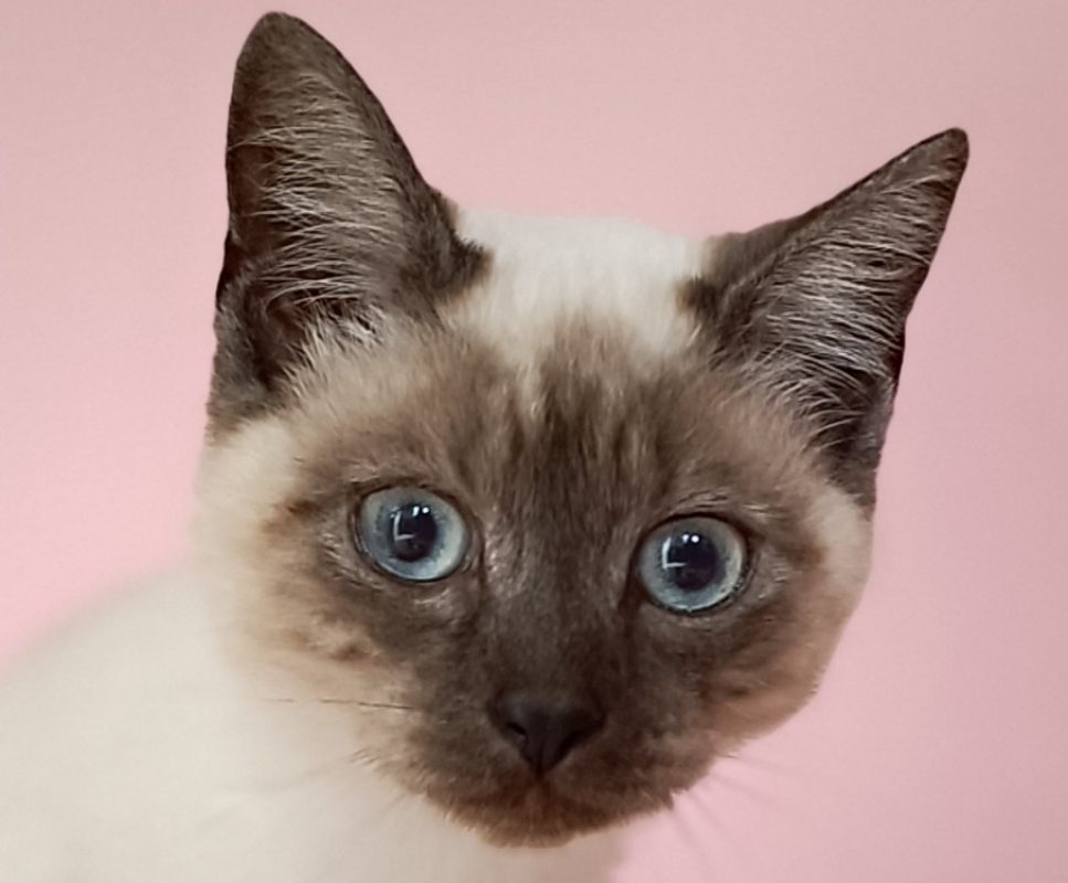 Memento - Chat Européen à adopter