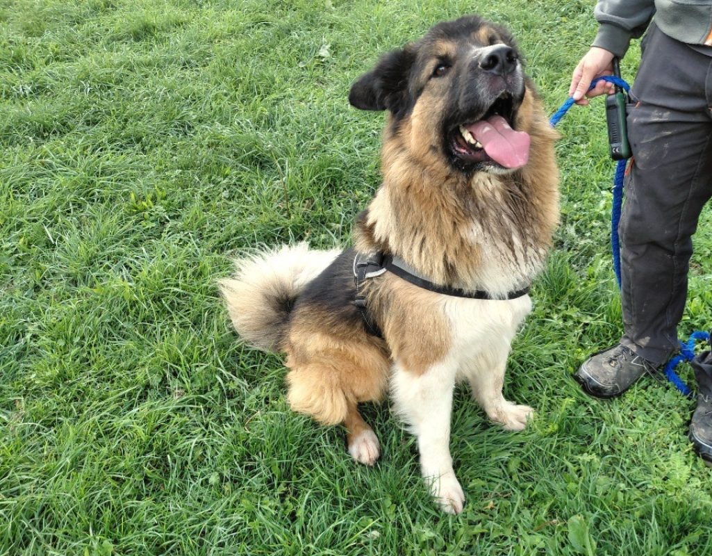 Thor - Chien à adopter