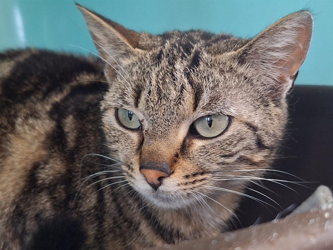 Titou - Chat Européen à adopter