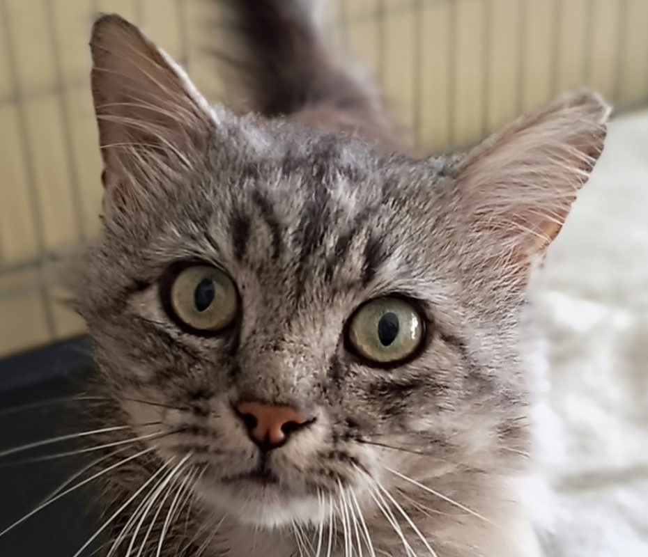 Veni - Chat Européen à adopter