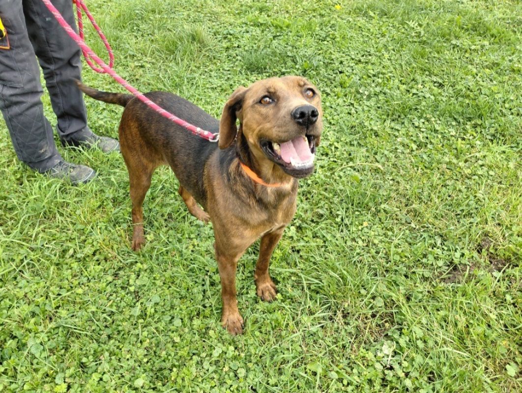 Mousse - Chien à adopter
