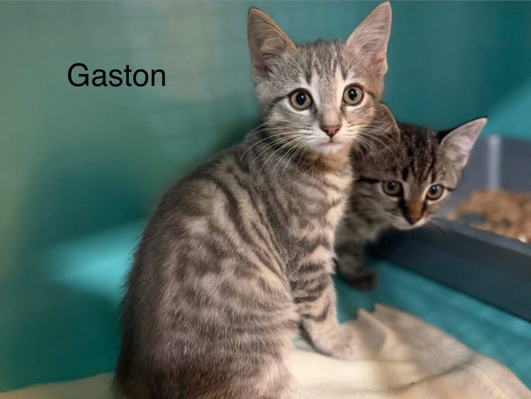 Gaston - Chat Européen à adopter