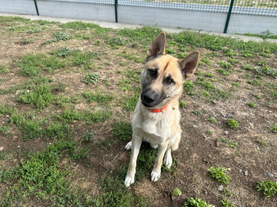 Oscar - Chien à adopter
