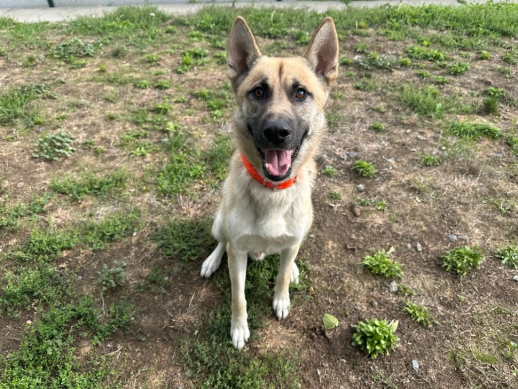 Oscar - Chien à adopter - photo 2