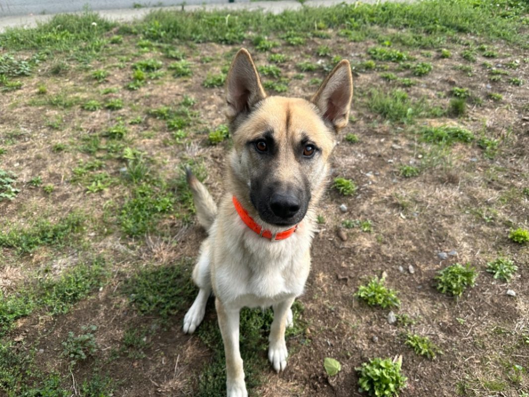 Oscar - Chien à adopter - photo 3