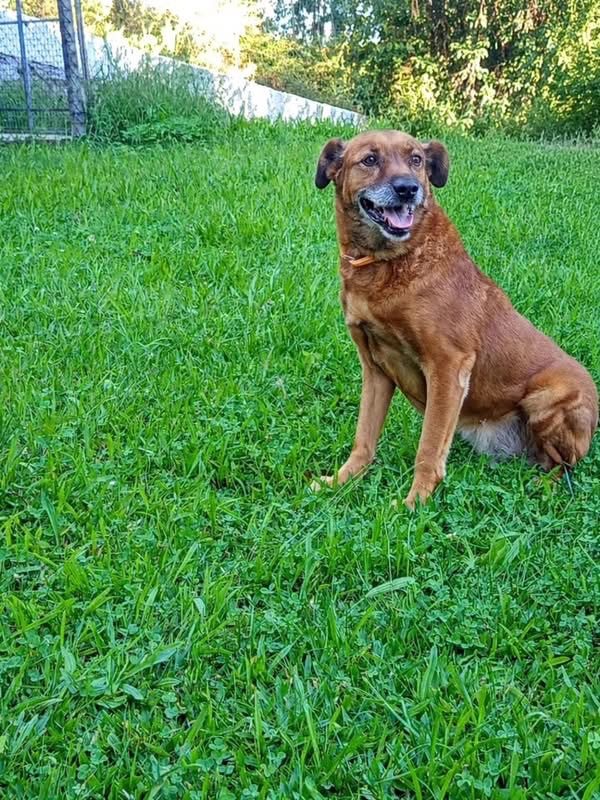 June - Chien à adopter - photo 2