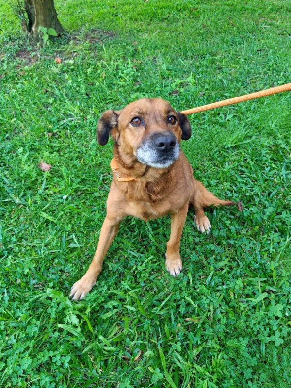 June - Chien à adopter - photo 3